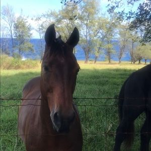 Meet your Posher, Diana